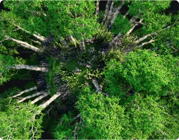 trees